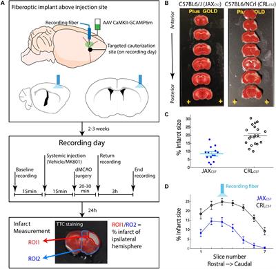 Temporal Progression of Excitotoxic Calcium Following Distal Middle Cerebral Artery Occlusion in Freely Moving Mice
